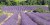 Lavendel, hét symbool van de Provence!