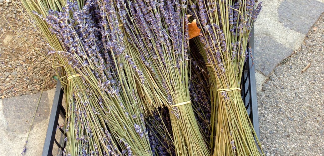 Lavendel Corso