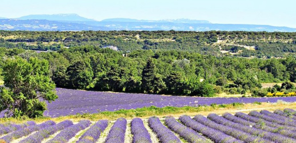 Nature & Bike Provence - Avignon