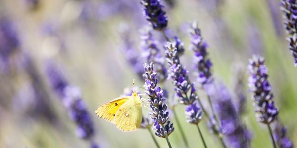 Lavendel, hét symbool van de Provence!
