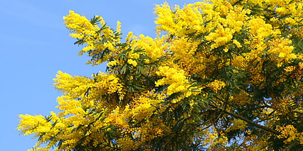 Gele mimosa