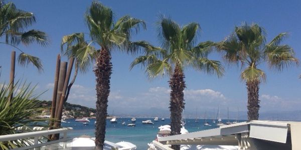 Palm trees Plage de la Garoupe