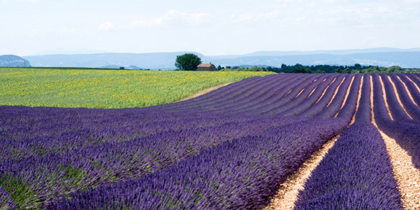 lavender Provence